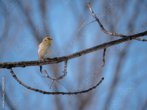 A perched American goldfinch in winter