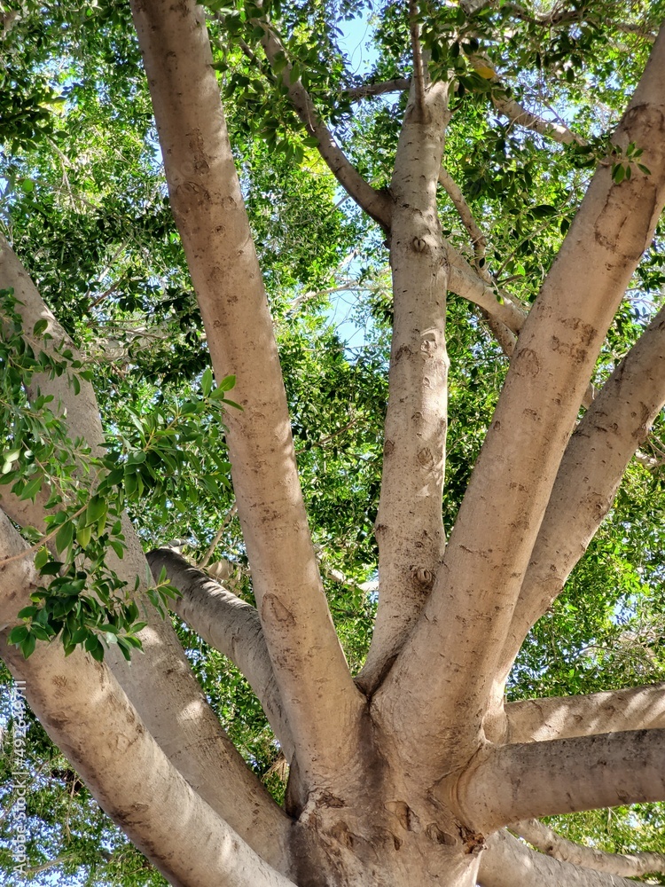 Obraz premium tree in the park