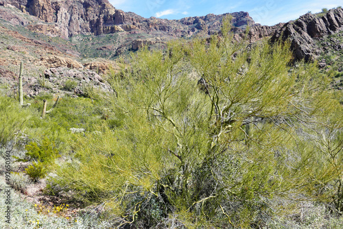 Palo Verde (Parkinsonia florida) in the Ajo Mountains, Sonoran Desert, southern Arizona, USA
 photo