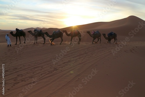 sunset, golden hour, shadows, erg chebbi, sand dunes, sahara, desert, morocco, traveling, autumn, fall, roadtrip, camel, sand, camels, caravan, travel, animal, landscape, nature, safari, bedouin, dune