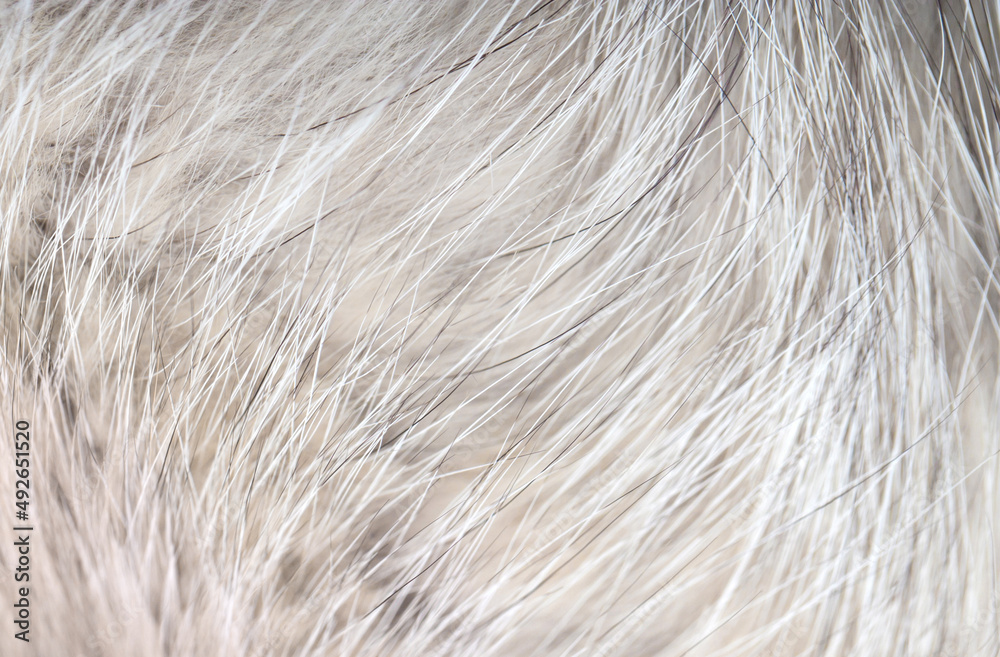 Animal fur close up. Background of gray sable and red fox or chinchilla wool, pile fur texture. Animal fur close up. Background of gray sable and red fox or chinchilla wool, pile fur texture.
