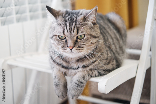 Tabby grey cat lies on white chair with hanging paws. Cute domestic cat indoors.