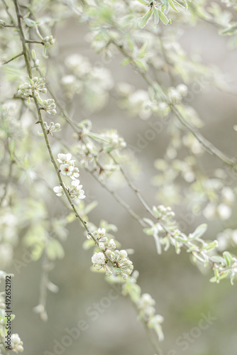 Frühlingsbaum © bildschoenes