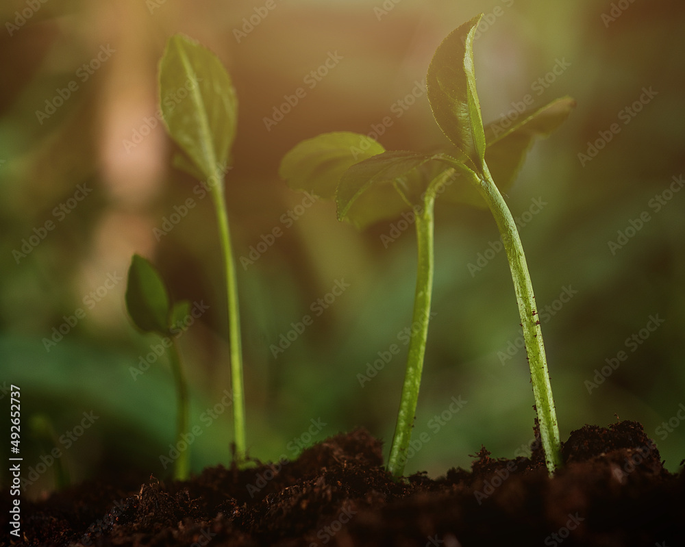 Small trees of different sizes grow on a green background. Small trees of different sizes grow on a green background.