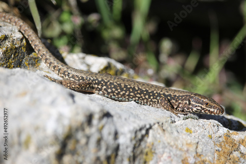 Detail of a male specimen of common wall lizard (Podarcis muralis) a species of lizard with a large distribution in Europe. A specimen of the Cantabrian range in spring, Spain