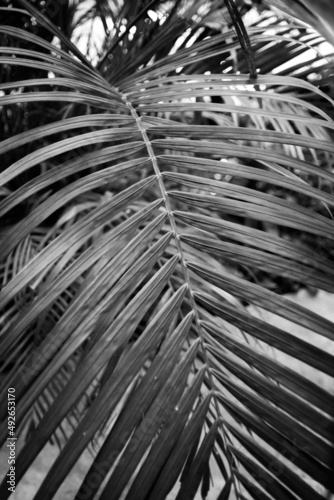 Cirrus palm. Close up of leaves. Background  texture. exotic plant. Nature  naturalness. B W