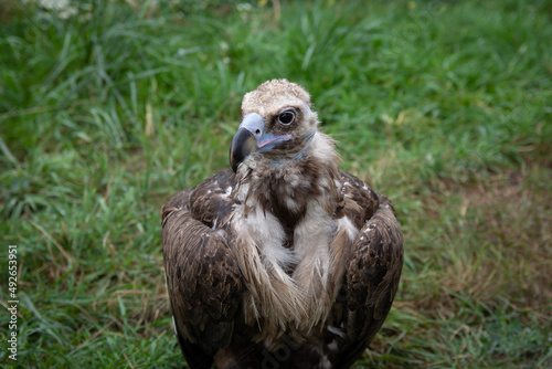 Griffon Vultures. Gyps fulvus. Big bird on a background of green grass. Portrait. Wildlife  Africa.