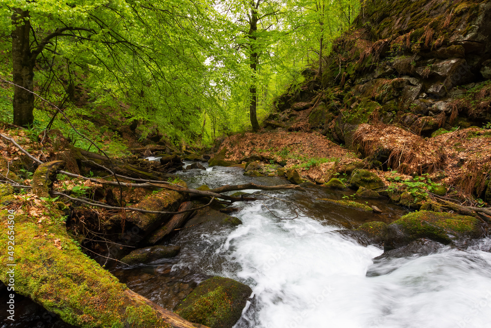 rapid water stream in the park. ancient beech forest in spring. beautiful nature scenery rapid water stream in the park. ancient beech forest in spring. beautiful nature scenery