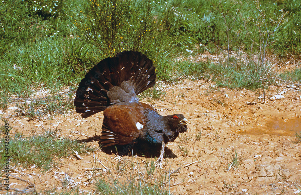 A male specimen of the Cantabrian capercaillie (Tetrao urogallus