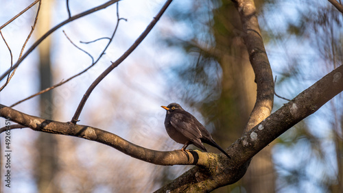 Blackbird on tree branch. Common blackbird. Turdus merula. Eurasian blackbird.