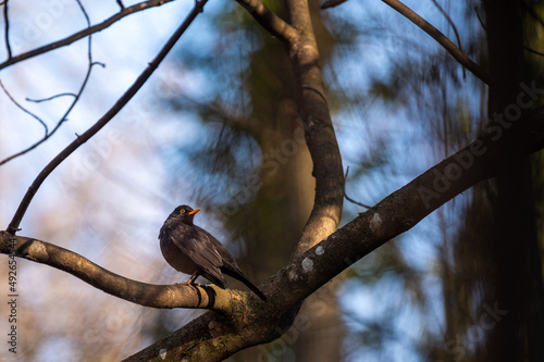 Blackbird on tree branch. Common blackbird. Turdus merula. Eurasian blackbird.