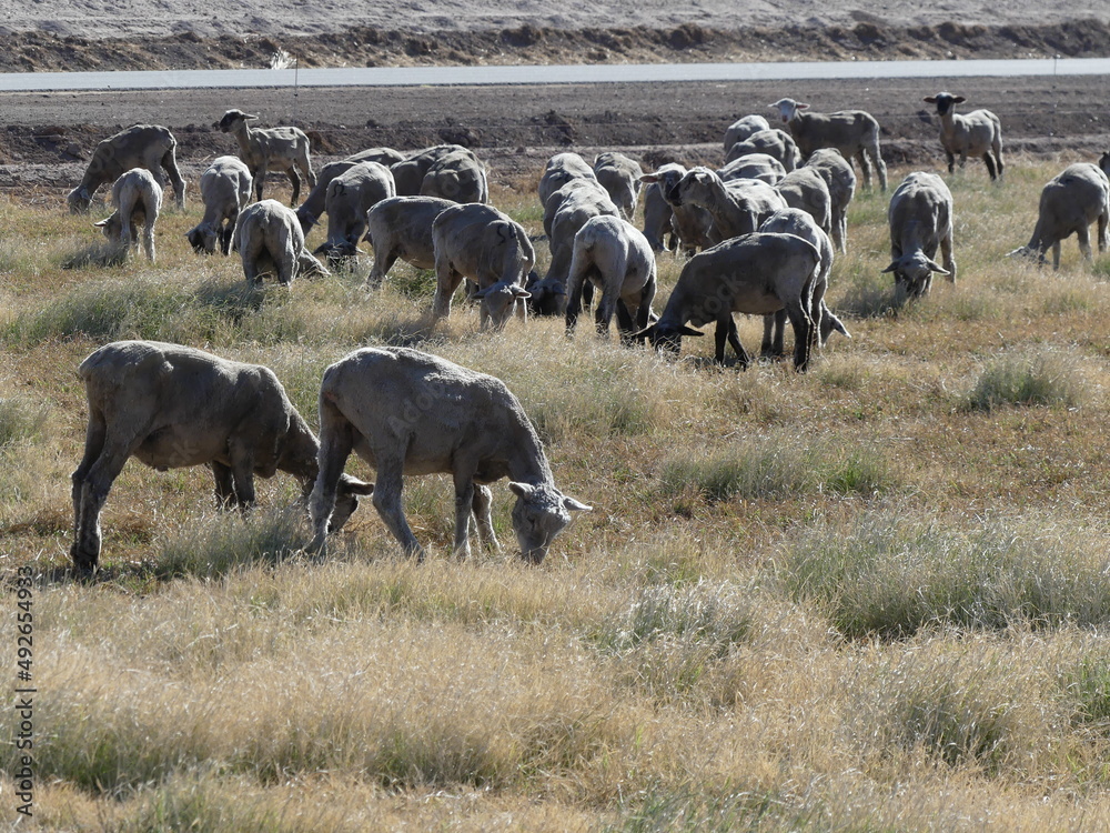 Fototapeta premium Herd of sheep.