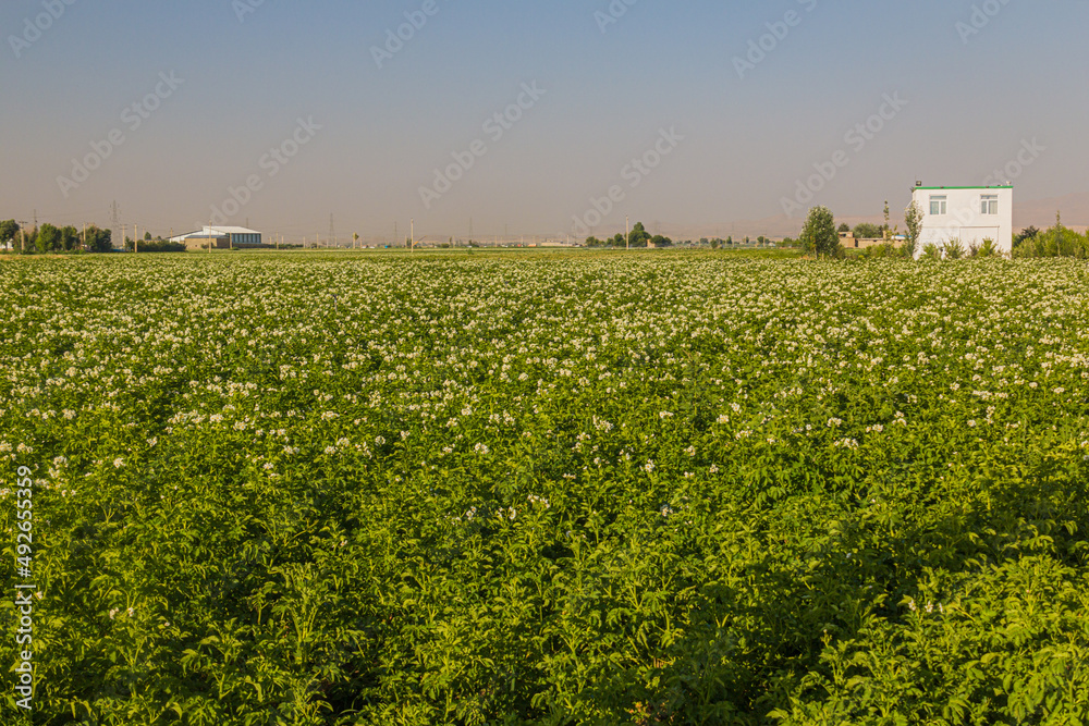 Potato field near Hamadan, Iran