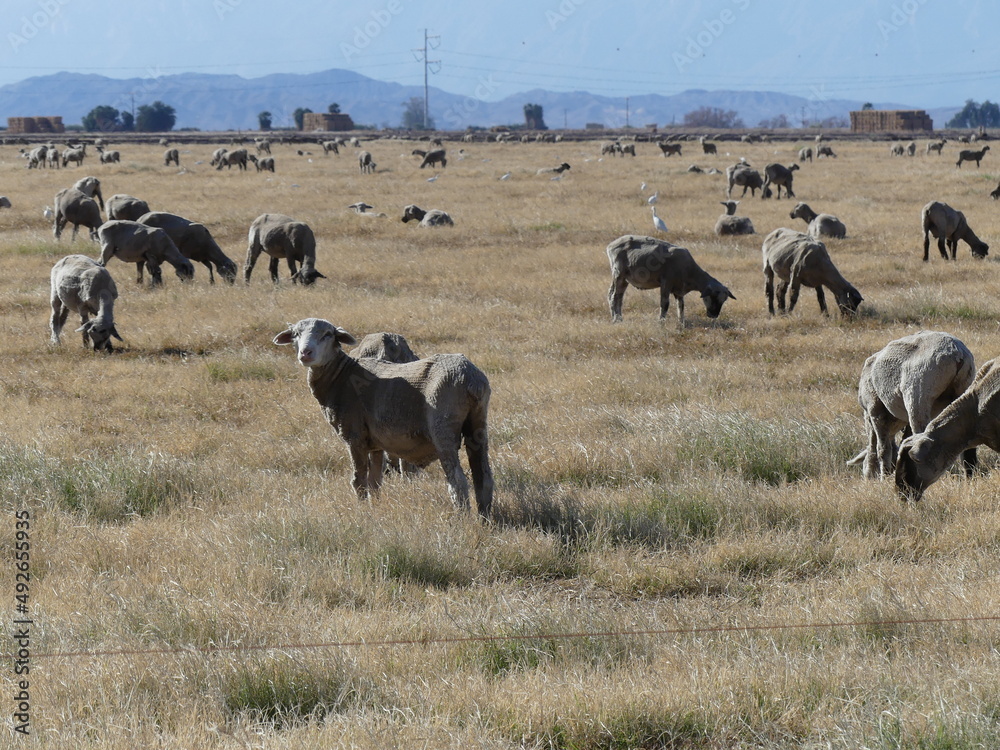 Herd of sheep. Herd of sheep.