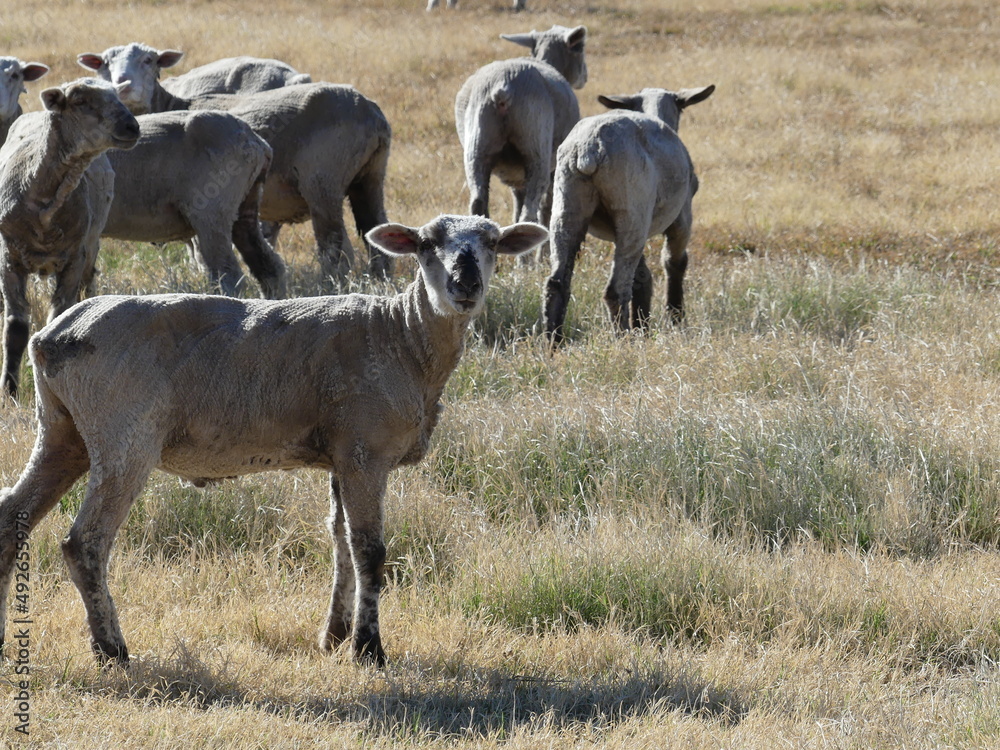 Obraz premium Herd of sheep.