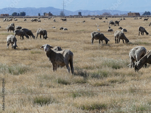 Herd of sheep.