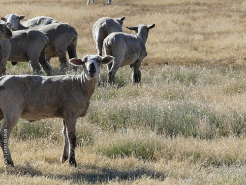 Fototapeta Naklejka Na Ścianę i Meble -  Herd of sheep.