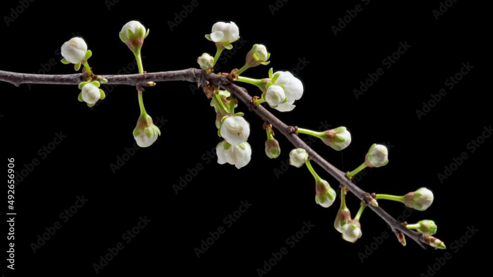 Time Lapse of flowering white flowers of cherry plum on tree branch isolated on background. Spring time-lapse of opening flowers of wild plum, close-up.