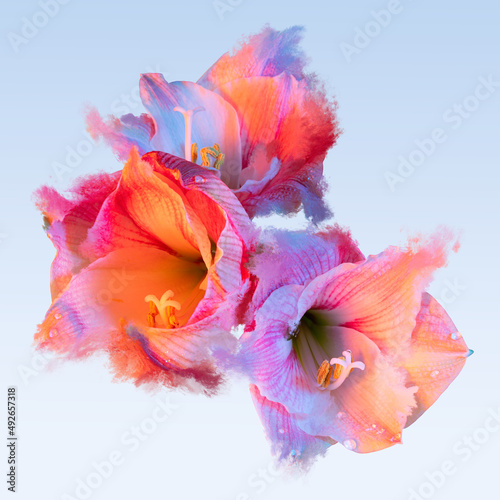 Fototapeta Naklejka Na Ścianę i Meble -  Colorful flower on blue sky background. Close-up. Abstract photo