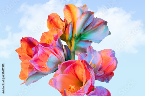 Fototapeta Naklejka Na Ścianę i Meble -  Colorful flower on blue sky background. Close-up. Abstract photo