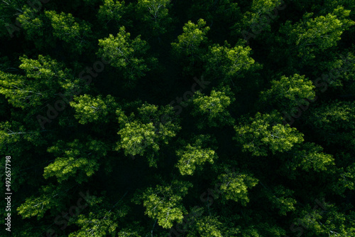 Green forest from above, aerial drone photography