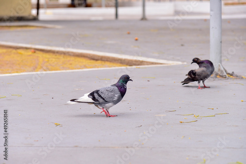 pigeons on the sidewalk, pigeons on the city floor, Columbídeos , columbiform birds, zoology, animal background	 photo