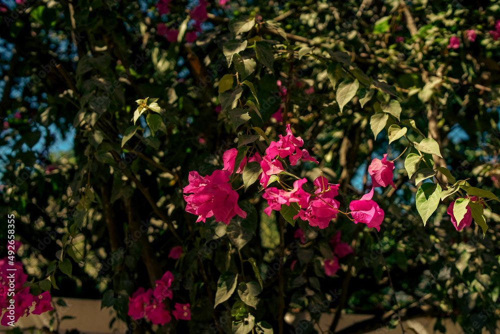 Beautiful vibrant magenta bougainvillea with lush green leaves and succulents in bright sunshine with dark shadows in Mexico