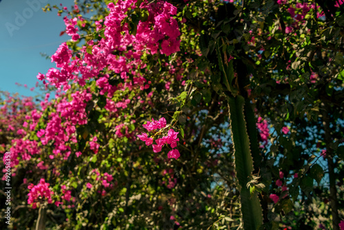 Beautiful vibrant magenta bougainvillea with lush green leaves and succulents in bright sunshine with dark shadows in Mexico