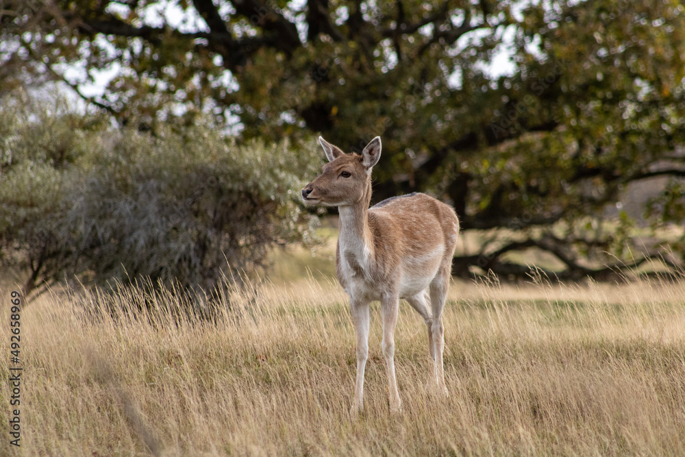 deer in the woods deer in the woods