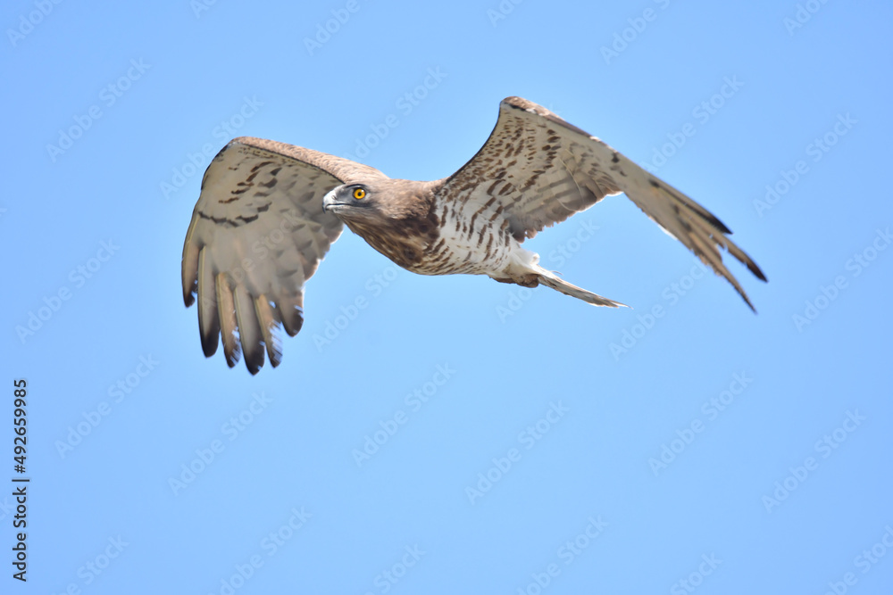 Obraz premium Schlangenadler