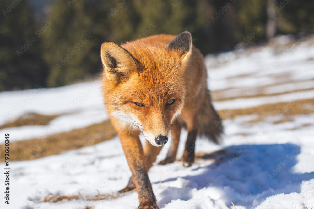 Portrait od red fox in winter Portrait od red fox in winter