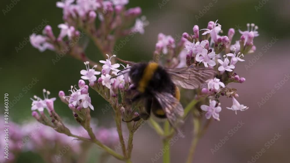 Bumblebee is collecting pollen on flowers for honey. Close up, macro shot, slow motion, selective focus Bumblebee is collecting pollen on flowers for honey. Close up, macro shot, slow motion, selective focus