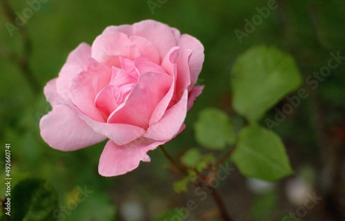 A pink rose grows on a flower bed surrounded by a green flowerbed