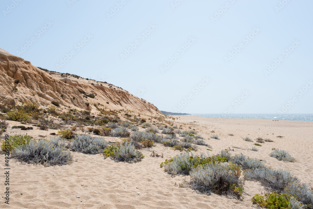 Sandy plants in a beautiful empty beach at Alentejo coast. Portugal