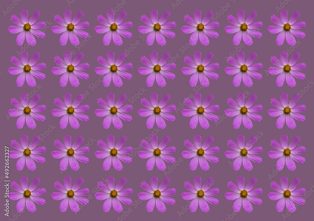 Background formed by purple cosmos flowers Background formed by purple cosmos flowers