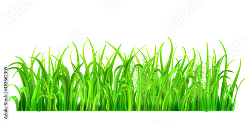 Green grass and spikelets on white background