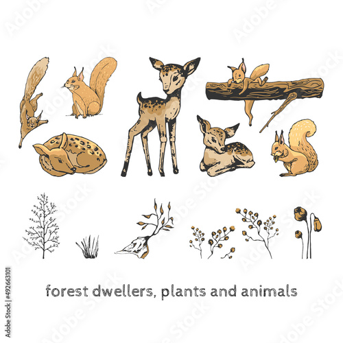 forest dwellers, plants and animals forest dwellers, squirrel runs, sits, jumps,, deer sits, stands, plants, grass, flowers, forest graphic elements, hand drawing, set of isolated wild nature symbols