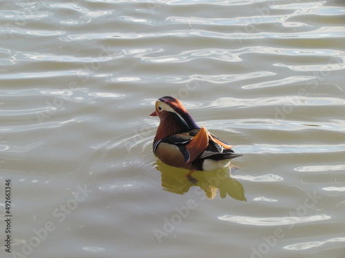 Mandarin Duck
