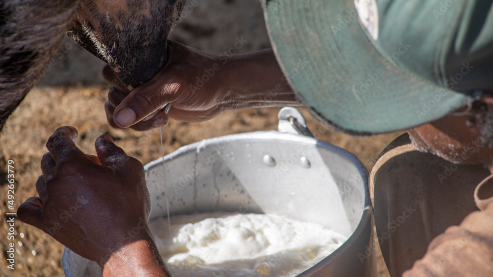 AFRODESCENDANT PEASANT MILKING A COW WITH HIS HANDS, IN THE