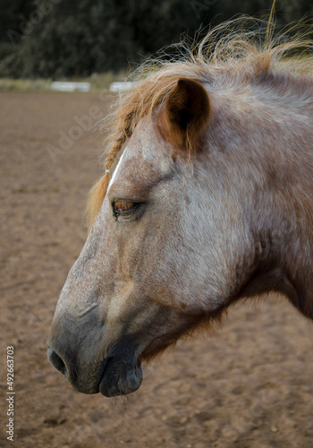 Fototapeta Naklejka Na Ścianę i Meble -  the head of a red horse in close-up