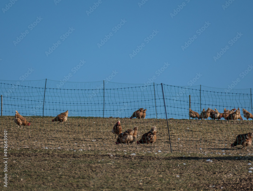 Fototapeta premium Freilandhühner auf dem Feld