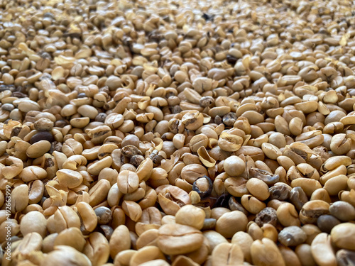 White coffee beans. Wet processed, pulped natural or honey stage. White Coffee beans are regular coffee beans that are only half roasted so the beans do not turn the typical brown.