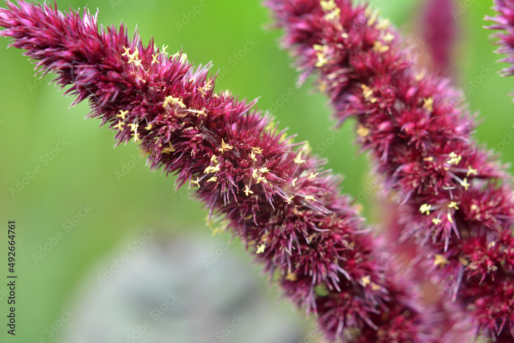 Obraz premium Summer flowering amaranth
