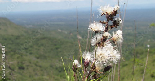 Mountain Dandelions