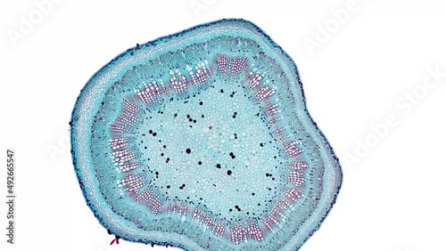 zoom in cross section cut slice of plant stem under the microscope – microscopic view of plant cells for botanic education – high quality animation