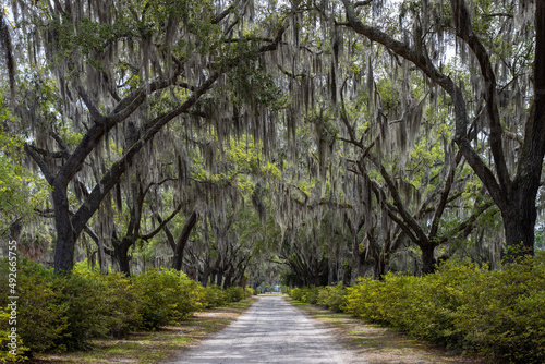 Looking down a long dirt road underneath Spanish moss hanging from live oak trees in Bonaventure Cemetery, Savannah, Georgia, USA