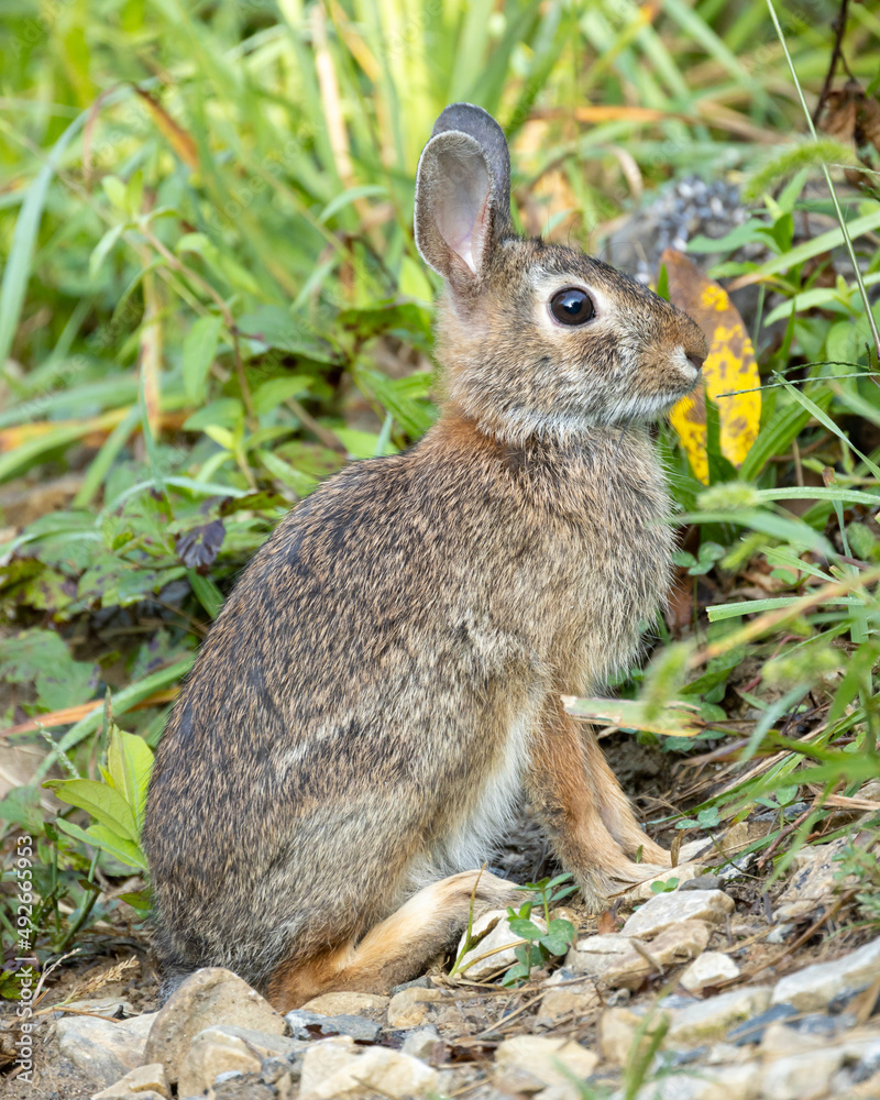 Fototapeta premium Close-up portrait of a wild eastern cottontail rabbit (Sylvìlagus floridanus) in Houston Meadow, Wissahickon Valley Park, Philadelphia, Pennsylvania, USA