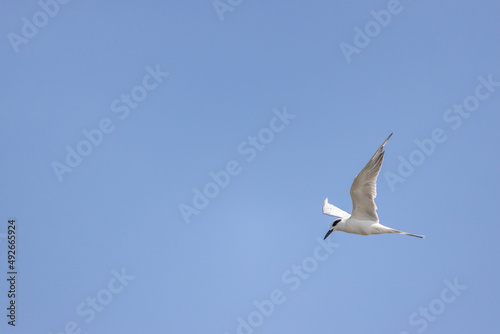 Juvenile Forster's tern (Sterna forsteri) in flight against a clear blue sky