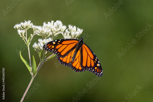 Monarch butterfly (Danaus plexippus) on a white flower against a blurry background