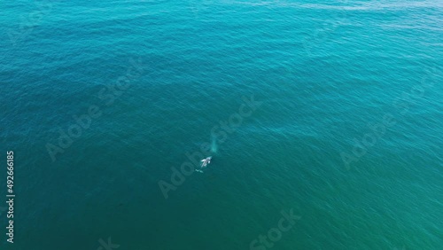 Wallpaper Mural Aerial Gray whales migration along California coastline to Alaska in blue Ocean Torontodigital.ca